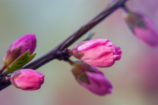 桃花