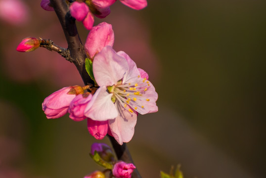 桃花