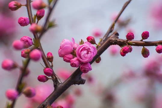 桃花