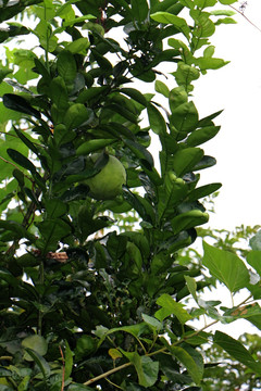 柚子 柚子树