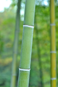 竹園 竹 竹節高清大圖