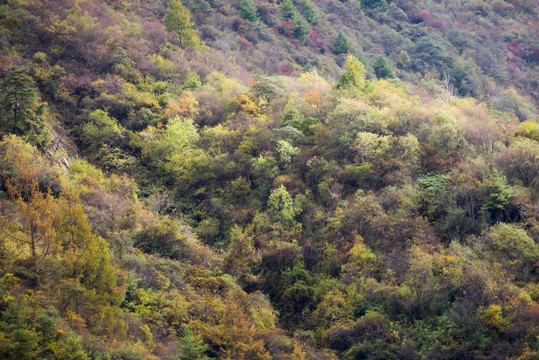 虎牙大峡谷 彩林