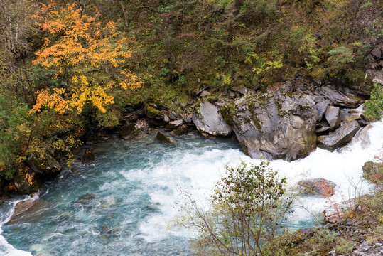 虎牙大峡谷 秋叶