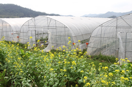 福建武夷山大棚蔬菜