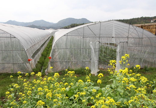 福建武夷山大棚蔬菜