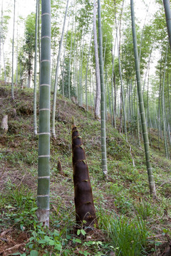 武夷山毛竹林与竹笋