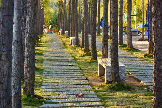 杨树林 路