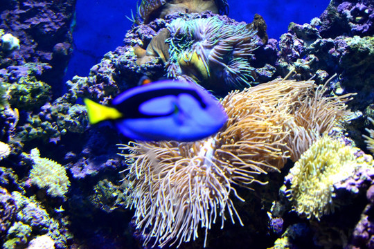 珊瑚 热带鱼