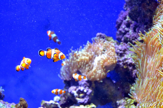 海底世界 珊瑚 海洋生物