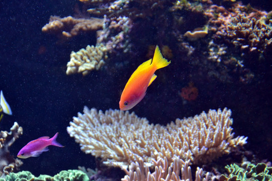 热带鱼 海底世界