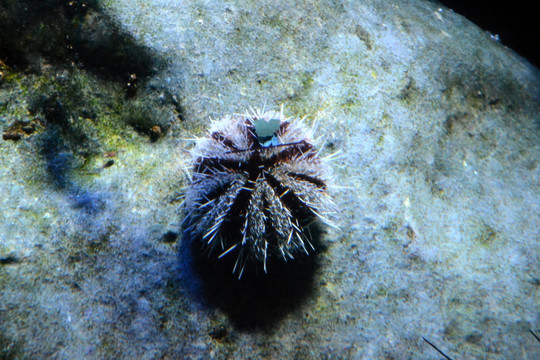 海胆 海洋生物