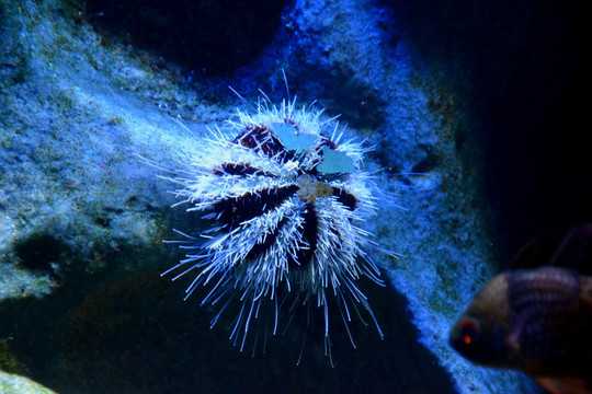 海胆 海洋生物