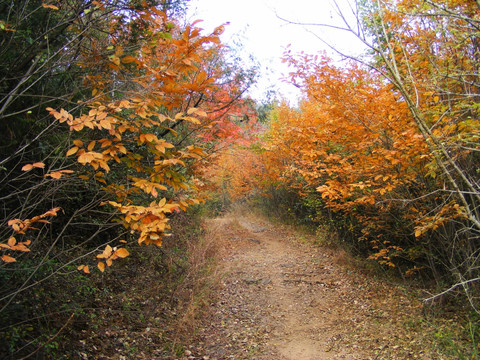 山路