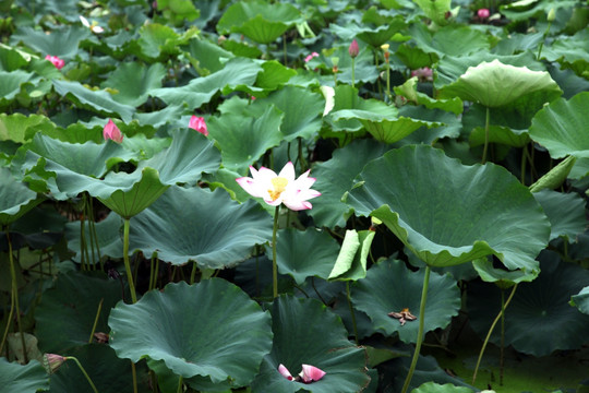 武汉月湖荷花湿地