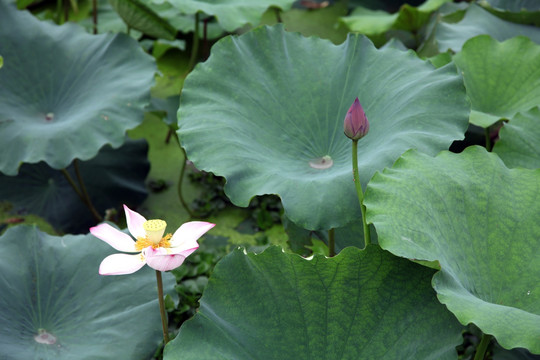 生机勃勃的荷