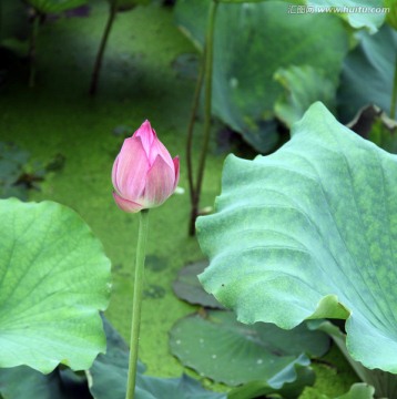 花朵与绿叶