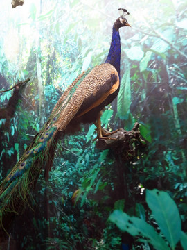 蓝孔雀 标本