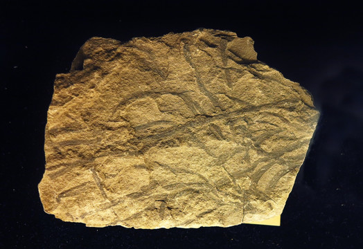 裸蕨 化石