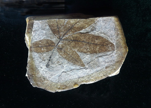 培甘 化石