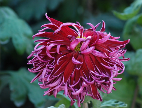 菊花 秋菊 花卉 植物 花瓣