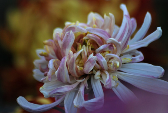 菊花 秋菊 花卉 植物 花瓣