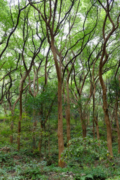 香樟树