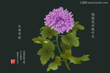 大朵单花（菊）