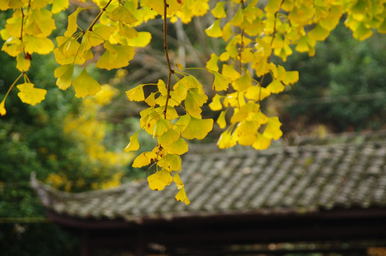 银杏 庭院