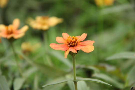 格桑花