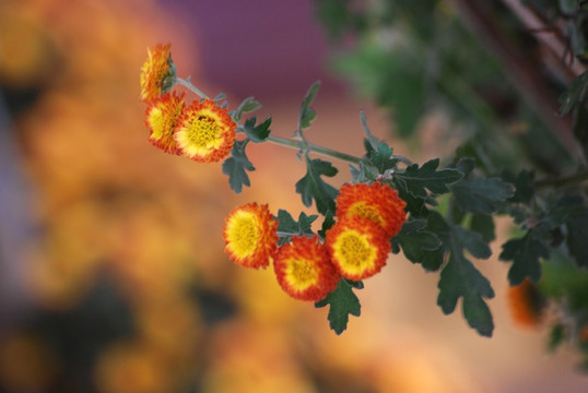 菊花 野菊花 秋菊 小菊花