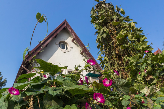 牵牛花和屋顶