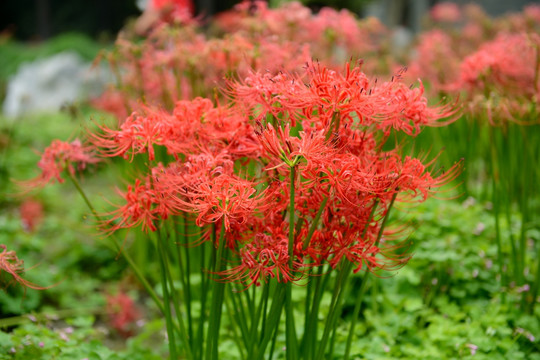 彼岸花 曼珠沙华 生死之花