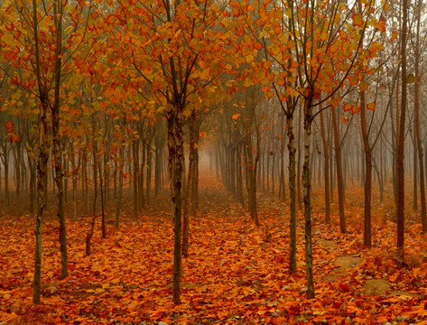 秋天雾中法桐树林