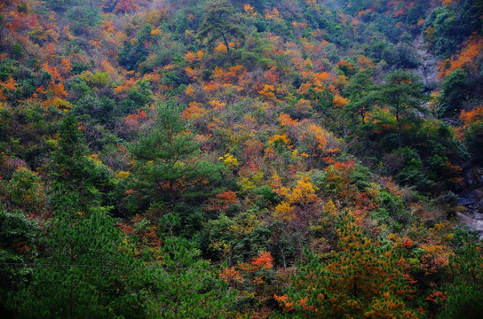 深秋 山色