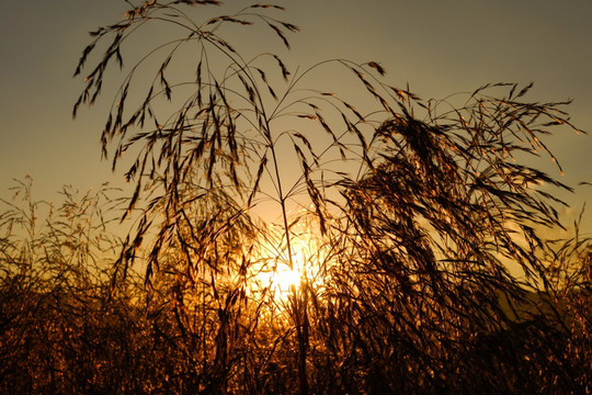 夕阳下的芦苇花