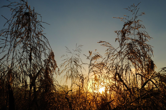 夕阳下的芦苇