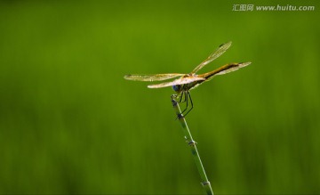 一只蜻蜓