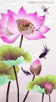 荷花