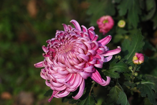 菊花 秋菊 花卉 植物 花瓣