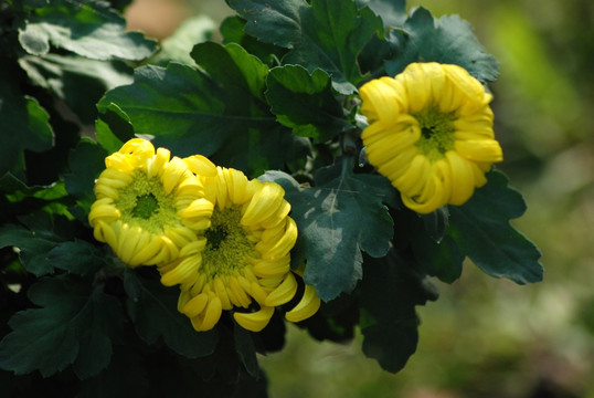 菊花 秋菊 花卉 植物 花瓣