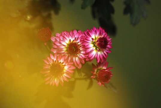 菊花 野菊花 秋菊 小菊花