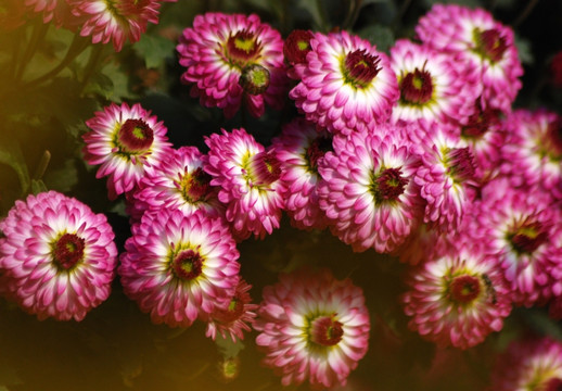 菊花 野菊花 秋菊 小菊花