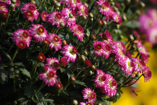 菊花 野菊花 秋菊 小菊花