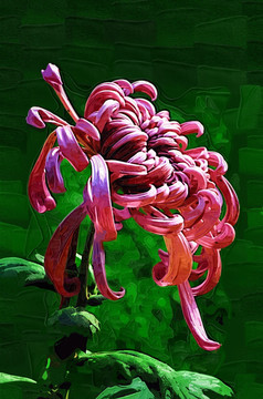 秋菊 花卉油畫 裝飾畫 無(wú)框畫