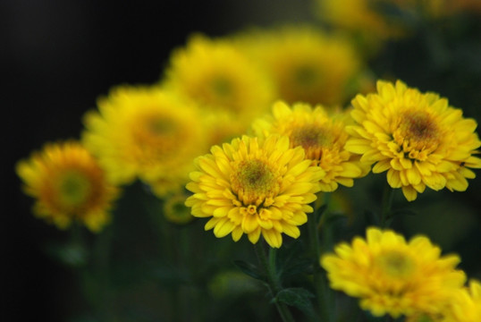 菊花 野菊花 秋菊 小菊花