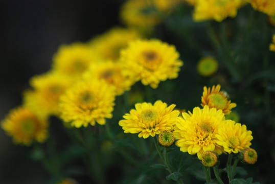 菊花 野菊花 秋菊 小菊花