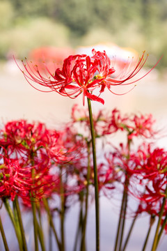 彼岸花 曼珠沙华 生死之花