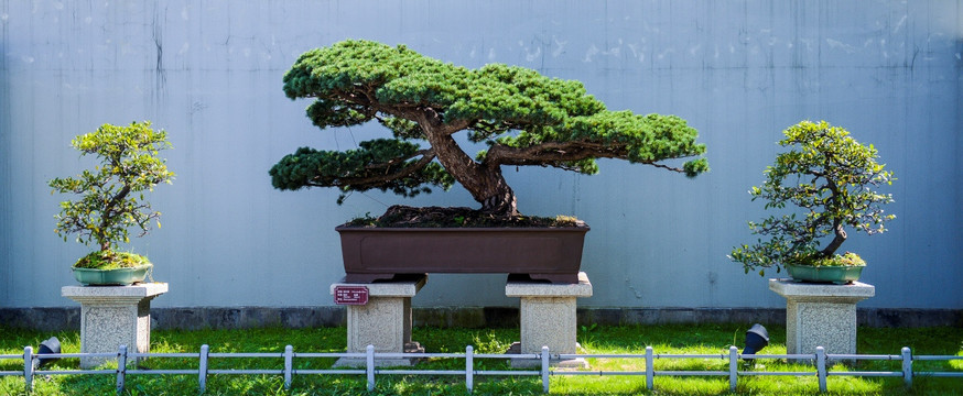 盆景 植物盆景 盆栽花卉 观赏