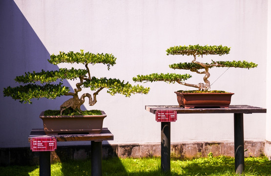 盆景 植物盆景