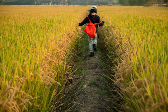 奔跑在金色的田野上